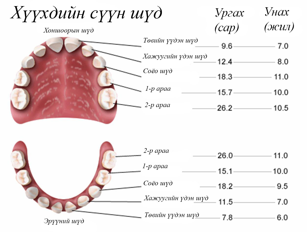 Сүүн шүд
